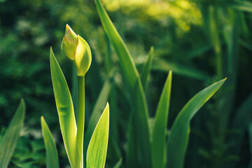 Obraz premium Uncommodated bud of a flower of Iris among green grass.