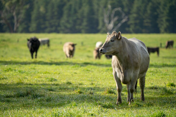 Stud beef cows in a field on a farm in England. English cattle in a meadow grazing on pasture in...