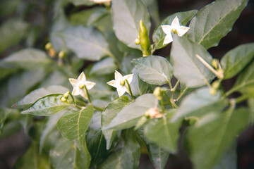 Obraz premium Flowers of the cayenne pepper plant.