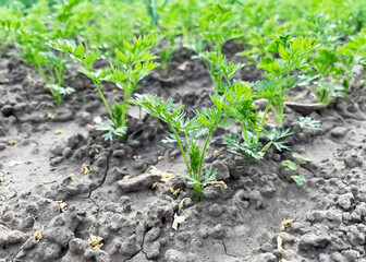 carrot growing on a bed in a vegetable garden