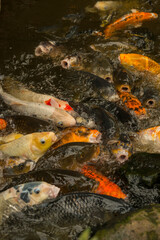 School of fish swimming around rocks in water