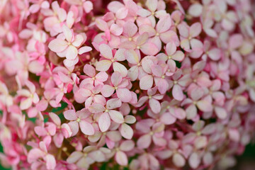 Cluster of vibrant pink flowers surrounded by lush green foliage in full bloom