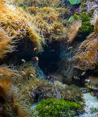 Fish peacefully swims in coral reef habitat
