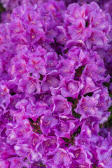 Obraz premium Vibrant purple and pink flower with a golden center