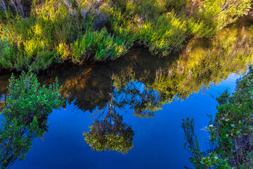 Reflections in stream near the trail to Arve Falls, Hartz Mountain National Park, Tasmania, Australia