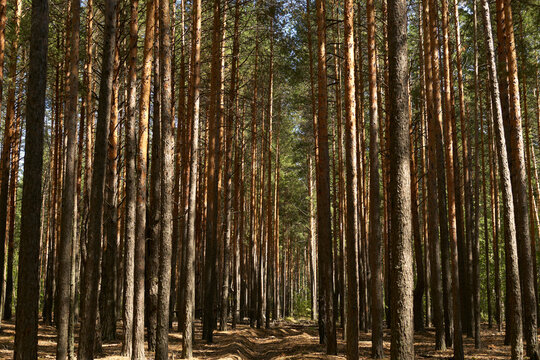 Tall pine trees in summer