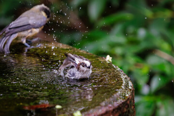 泉で水浴びをする可愛いヤマガラ（シジュウカラ科）とエナガ（エナガ科）の幼鳥の群れ。

日本国神奈川県秦野市、弘法山公園、権現山バードサンクチュアリにて。
2022年7月撮影。

A flock of lovely juvenile Varied Tit (Sittiparus varius) and juvenile long-tailed tit (Aegithalos caudatus) ba