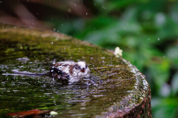 泉で水浴びをする可愛いエナガ（エナガ科）の幼鳥の群れ。

日本国神奈川県秦野市、弘法山公園、権現山バードサンクチュアリにて。
2022年7月撮影。

A flock of lovely juvenile long-tailed tit (Aegithalos caudatus) bathing in a spring.

