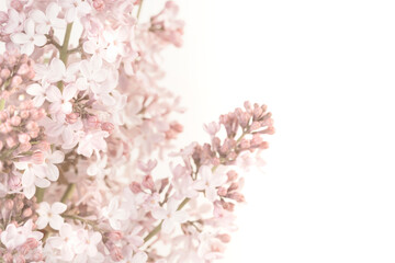Pale vintage colors romantic pink lilac blooming bunch of flower on light white background and...