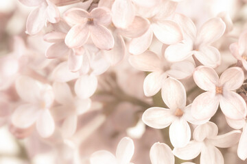 Pale pink lilac blooming fresh flowers bush macro