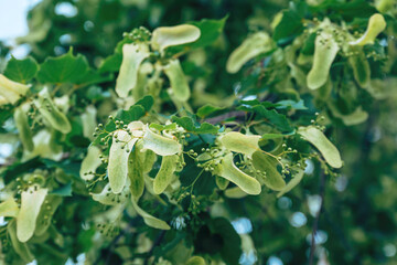 Tilia tree flowers, The tree is known as linden in Europe and basswood in North America