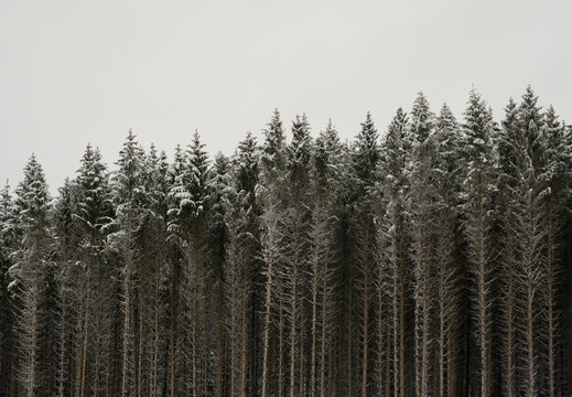 Germany, North Rhine Westphalia, Winterberg, Edge of coniferous forest in Sauerland area