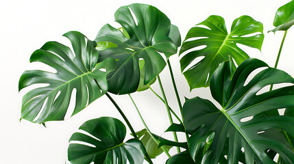 Monstera, a plant with beautiful foliage, suitable for decorating the house to make it lively