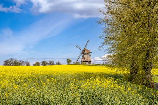 Germany, Schleswig-Holstein, Wangels, Vast oilseed rape field in spring withFarver Muhle in background