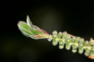 Germoglio - Macro