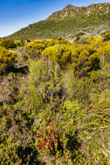From the trail to Lake Osborne, Hartz Mountain National Park, Tasmania, Australia
