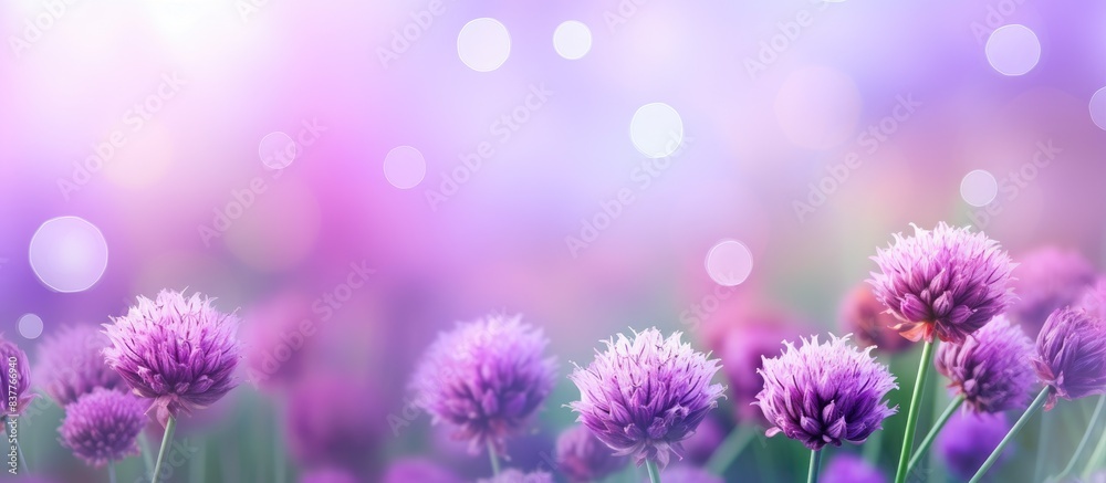 Poster Chive herb flowers against an elegant bokeh background with copy space image.