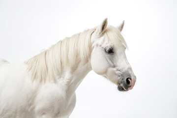 White horse portrait on white background
