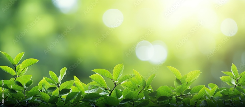 Poster Selective focus on a natural green background with copy space image.