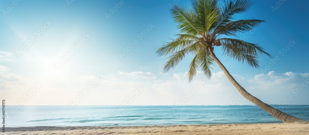 Poster A date palm tree on a sunny beach with a bright sun over the sea, creating a summery background for copy space image.