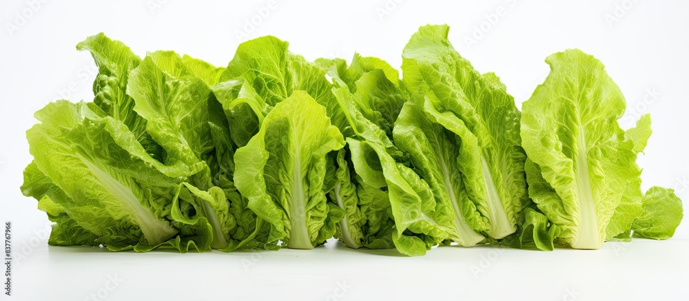 Aufkleber Fresh lettuce leaves on a blank background with copy space image.
