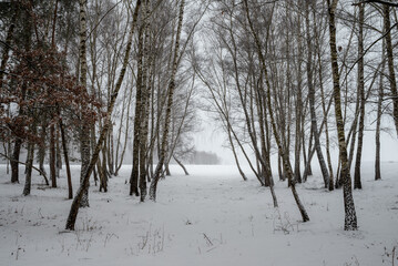 snow covered trees