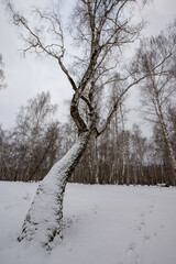trees in winter