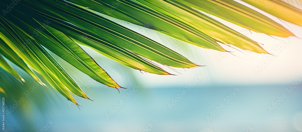 Aufkleber a blurred image of a stunning green palm leaf on a tropical beach with sunlight filtering through, c
