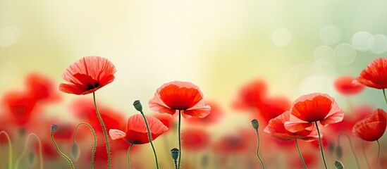 Vivid red poppies creating a stunning natural backdrop with ample copy space image.