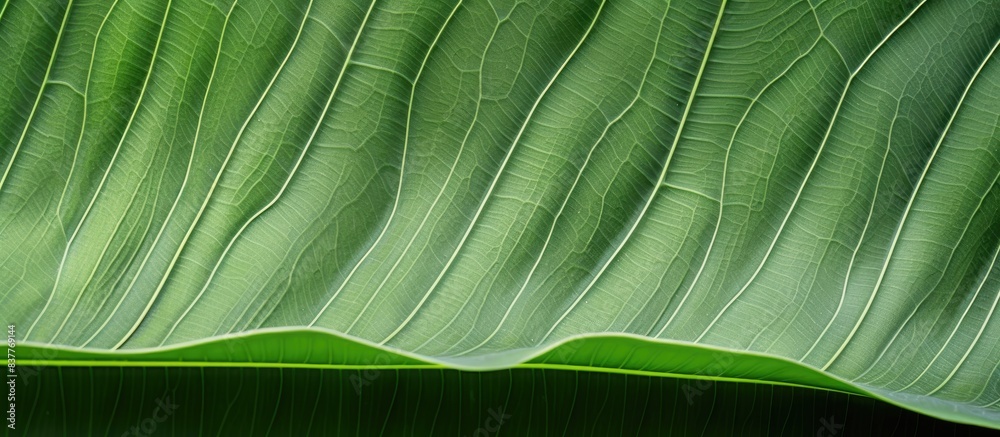 Poster an exquisite vertical tropical plant leaf close-up with intricate details suitable for a hoarding de