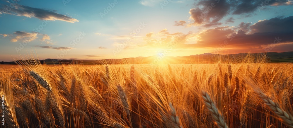 Poster a close-up view of a wheat field during sunset with a beautiful sky providing copy space image.