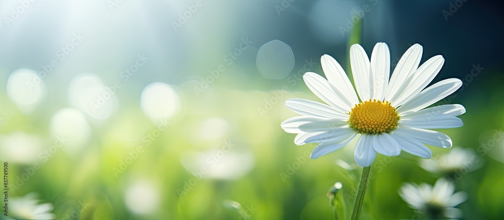 Poster a beautiful white daisy blooming in spring with a copy space image.