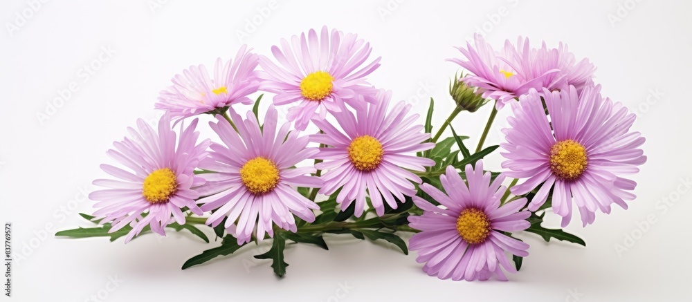 Poster alpine aster flower on white background with copy space image.