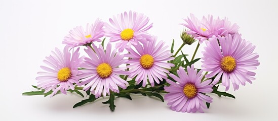 Fototapeta premium Alpine aster flower on white background with copy space image.