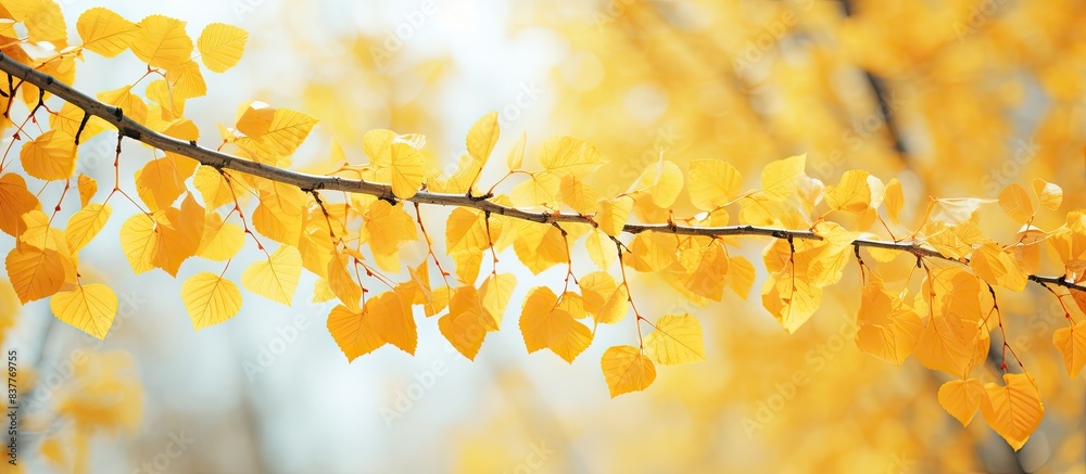 Poster birch foliage transitioning to a golden hue in the early autumn with a copy space image included.