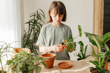 Girl planting monstera plant in pot at home