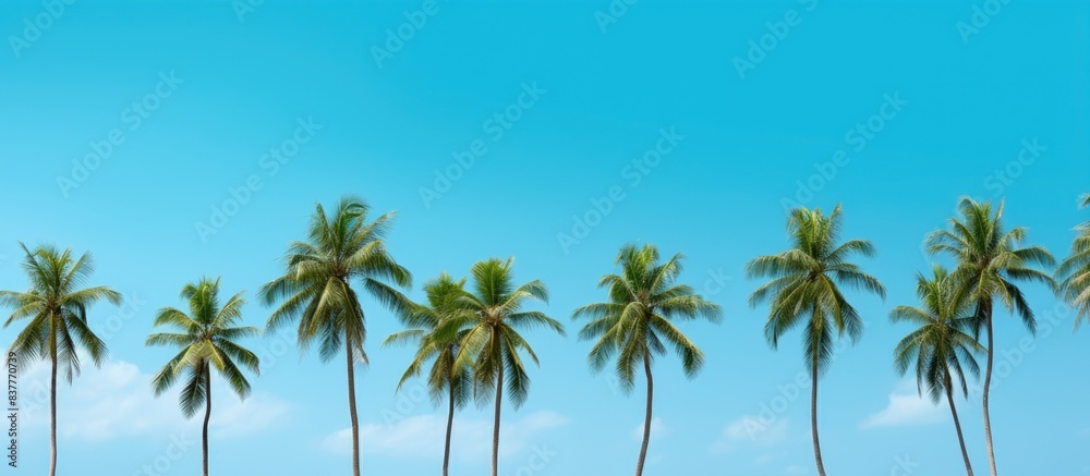 Poster various small coconut trees, some with young coconuts, with the possibility of a copy space image.