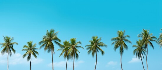 Fototapeta premium Various small coconut trees, some with young coconuts, with the possibility of a copy space image.