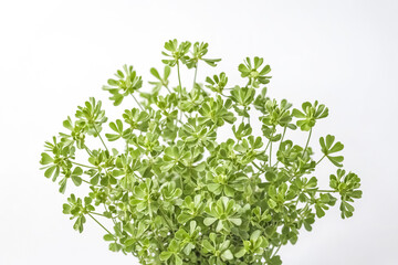 Obraz premium Lush Green Plant with Delicate Leaves on White Background
