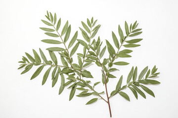Obraz premium Green Leaves on a White Background