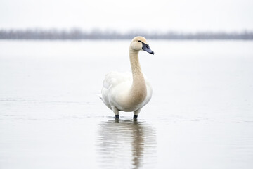 Elegant Swan Standing in Calm Water