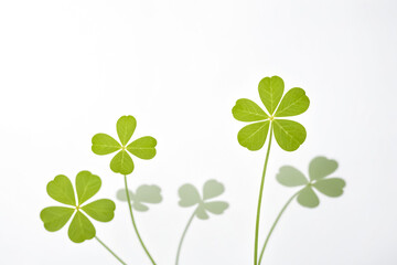 Green Clover Leaves on a White Background