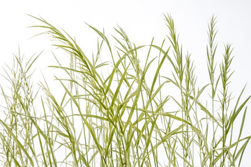 Green grass blades isolated on white background