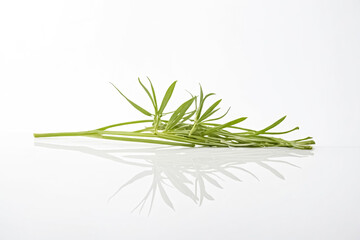 Fototapeta premium Fresh Green Sprig with Reflection on White Background