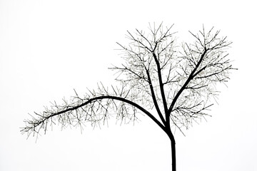 Silhouette of a bare tree with branches reaching up