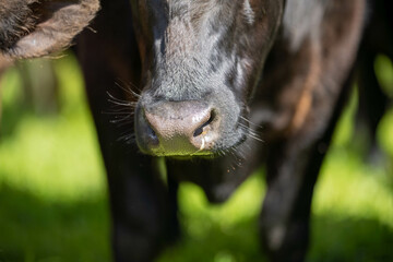 Fototapeta premium beautiful cattle in Australia eating grass, grazing on pasture. Herd of cows free range beef being regenerative raised on an agricultural farm. Sustainable farming of food crops.