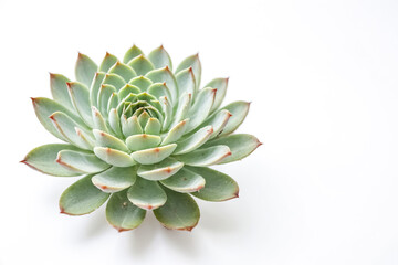 Obraz premium Close-up of a succulent plant with white background