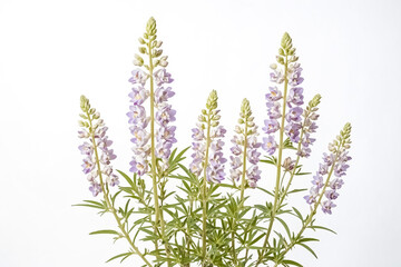 Naklejka premium Closeup of Purple Lupine Flowers Against White Background
