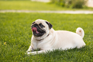 Fototapeta premium Cute pug suffers from thirst and heat. The dog lies on the street with his tongue hanging out 