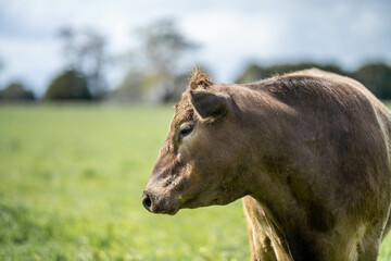 livestock restoring landscape through farming with cows